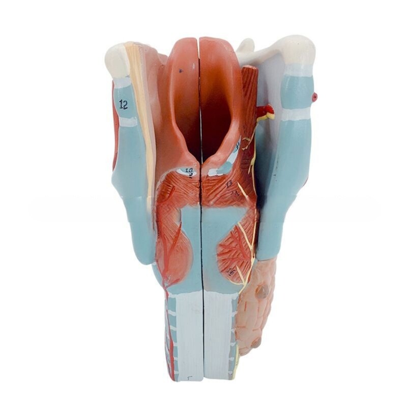 Human Organ Anatomical Model Throat Anatomy Model Human Organs Teaching Prop