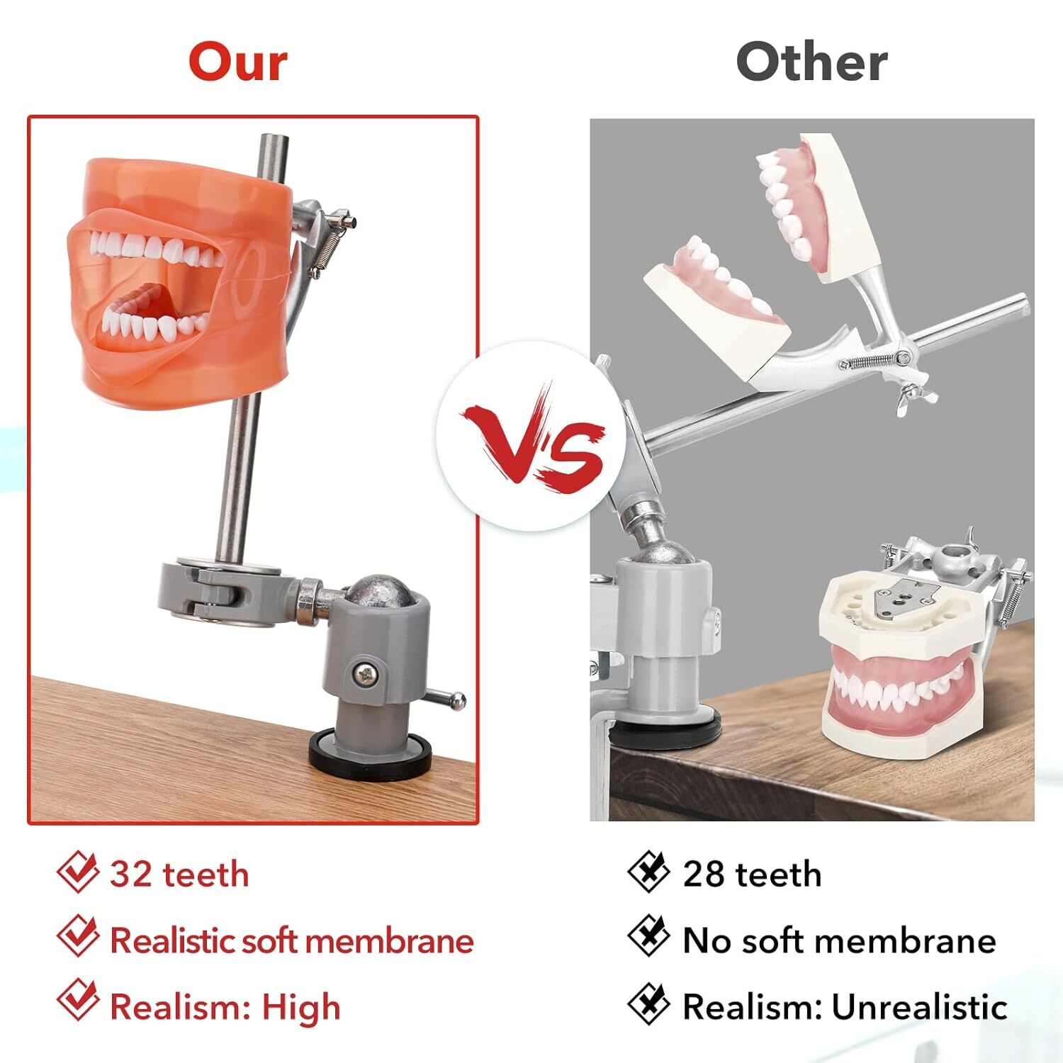 Dental Typodont Mounting Pole & 32 Removable Teeth Model Set – 360° Rotating USA