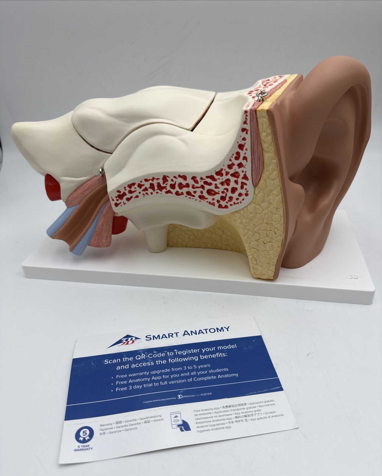 3B Scientific E11 Human Ear Model, 3 times Life-Size, 6 part