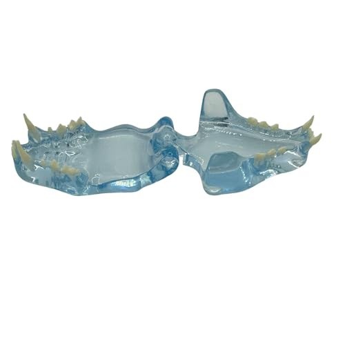Blue Transparent Dog Cat Tooth Model – Veterinary Education Tool for Oral Anatom