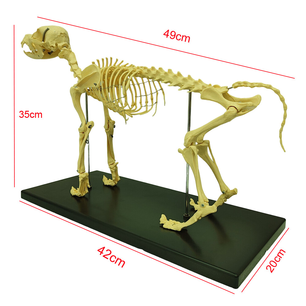 Canine Skeleton Model PVC Dog Model Bones Standard Size Education Display Model
