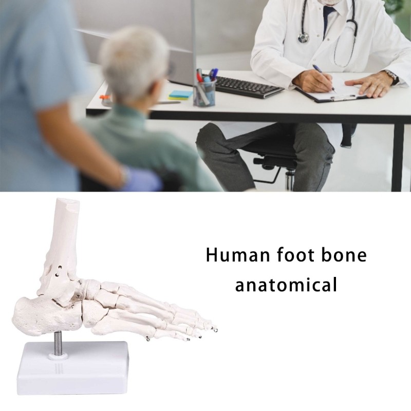 Human Foot Bone Model For Education Clinical Training And Patient Communication