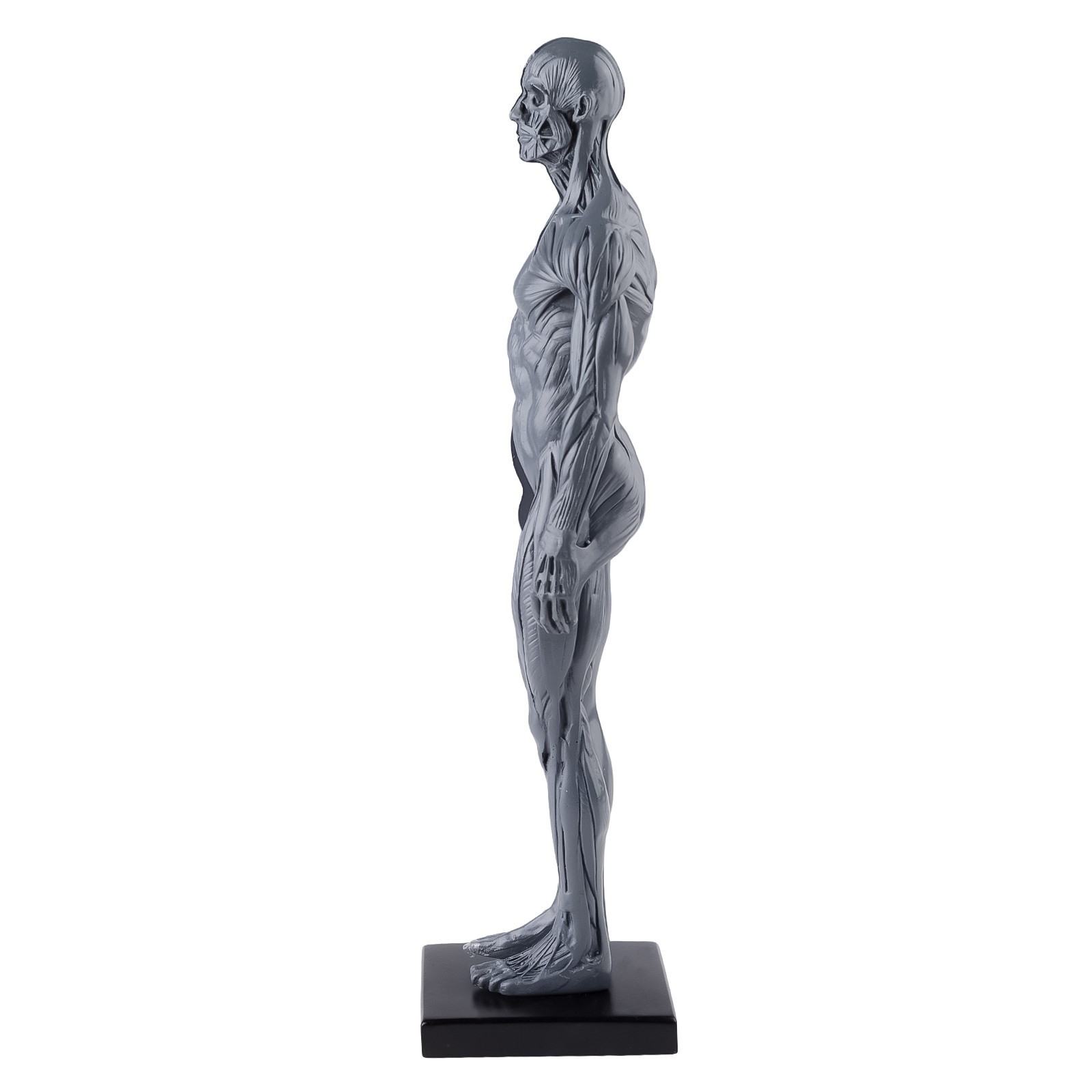 30cm Human Skeleton Anatomical Model Male Anatomy Skull Muscle Bone US Stock