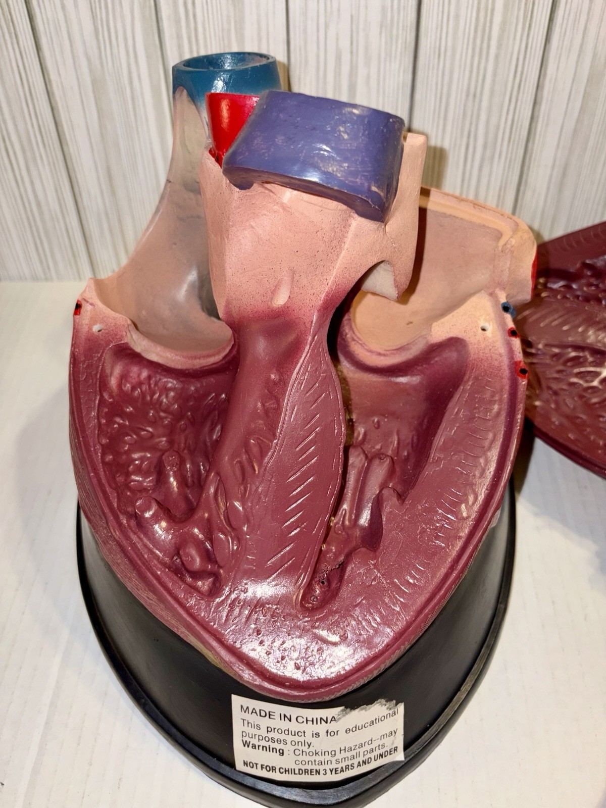 Dissectible Human Anatomical Jumbo Heart Model 7 Piece + Base Teaching Model