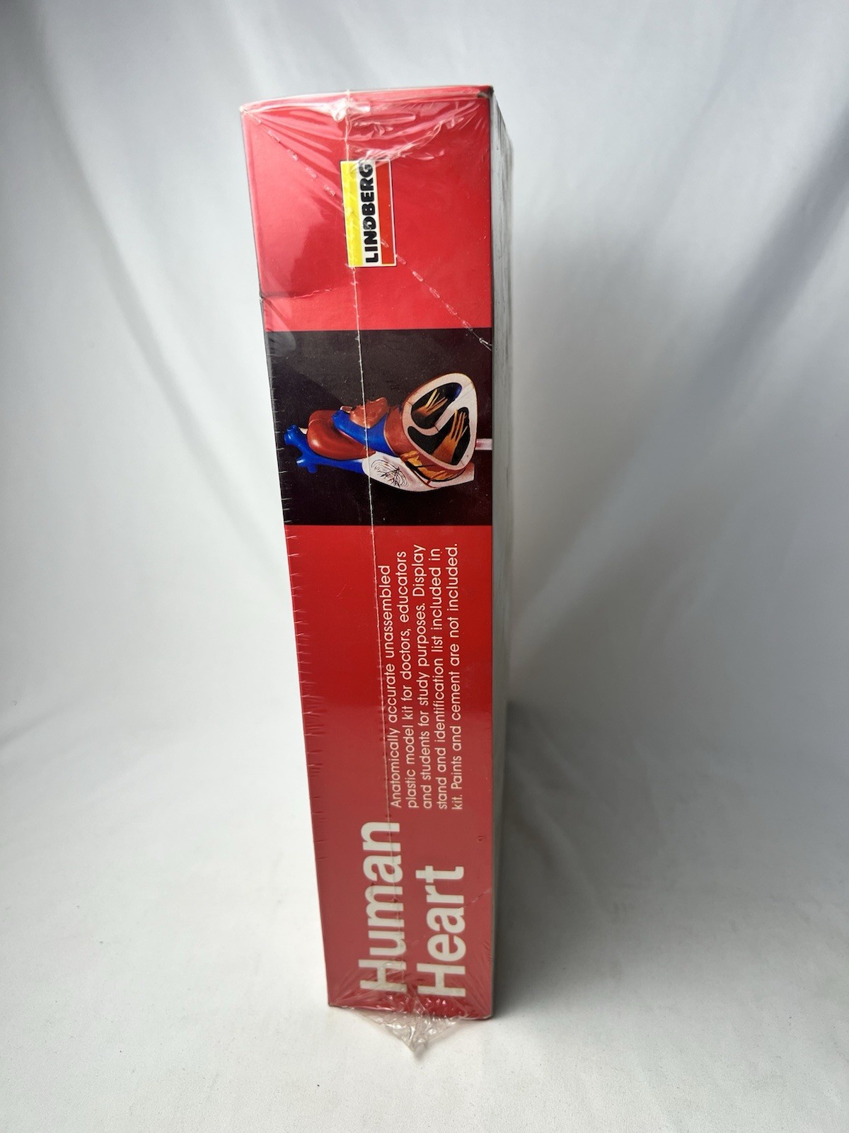 1990 LINDBERG HUMAN HEART Anatomically Accurate Plastic Model 71338 SEALED MIB