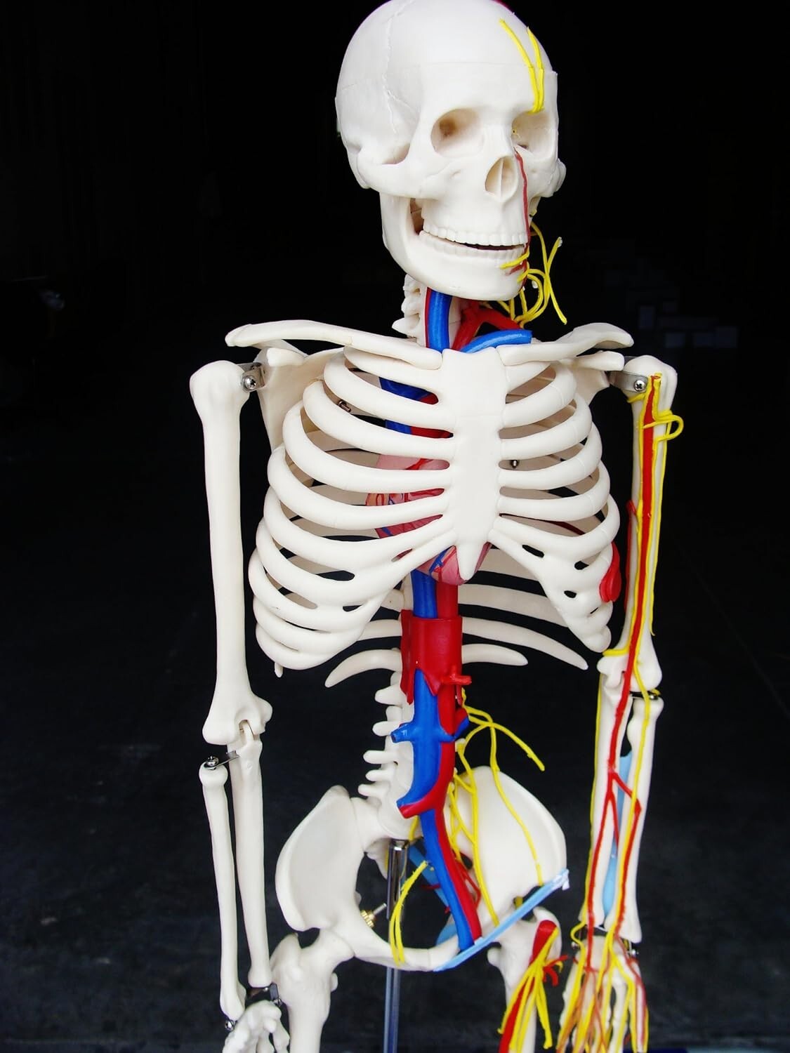 Anatomy Model Skeleton With Nerves & Blood Vessels 33,5″ / 85 cm ARTMED