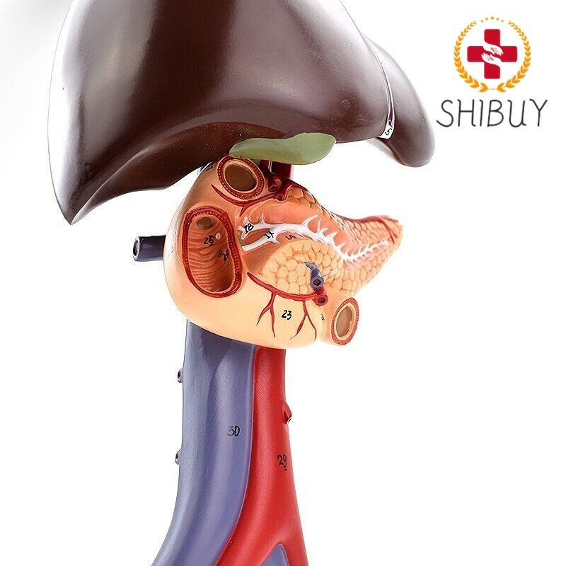 1:1 Liver pancreas duodenum human digestive system Medical anatomy model