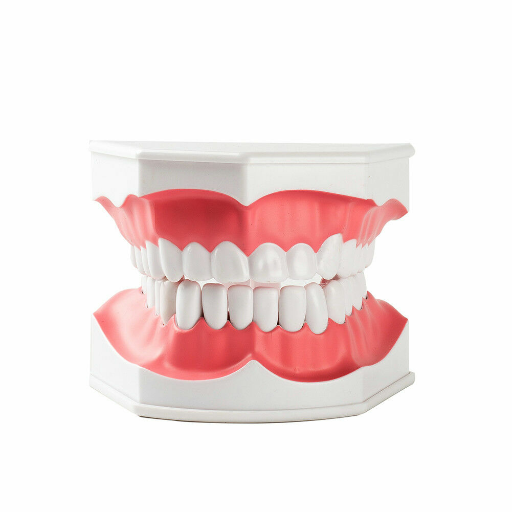 1x Dental Teaching Typodont Model Large With Removable Teeth Colgate SALE HOT