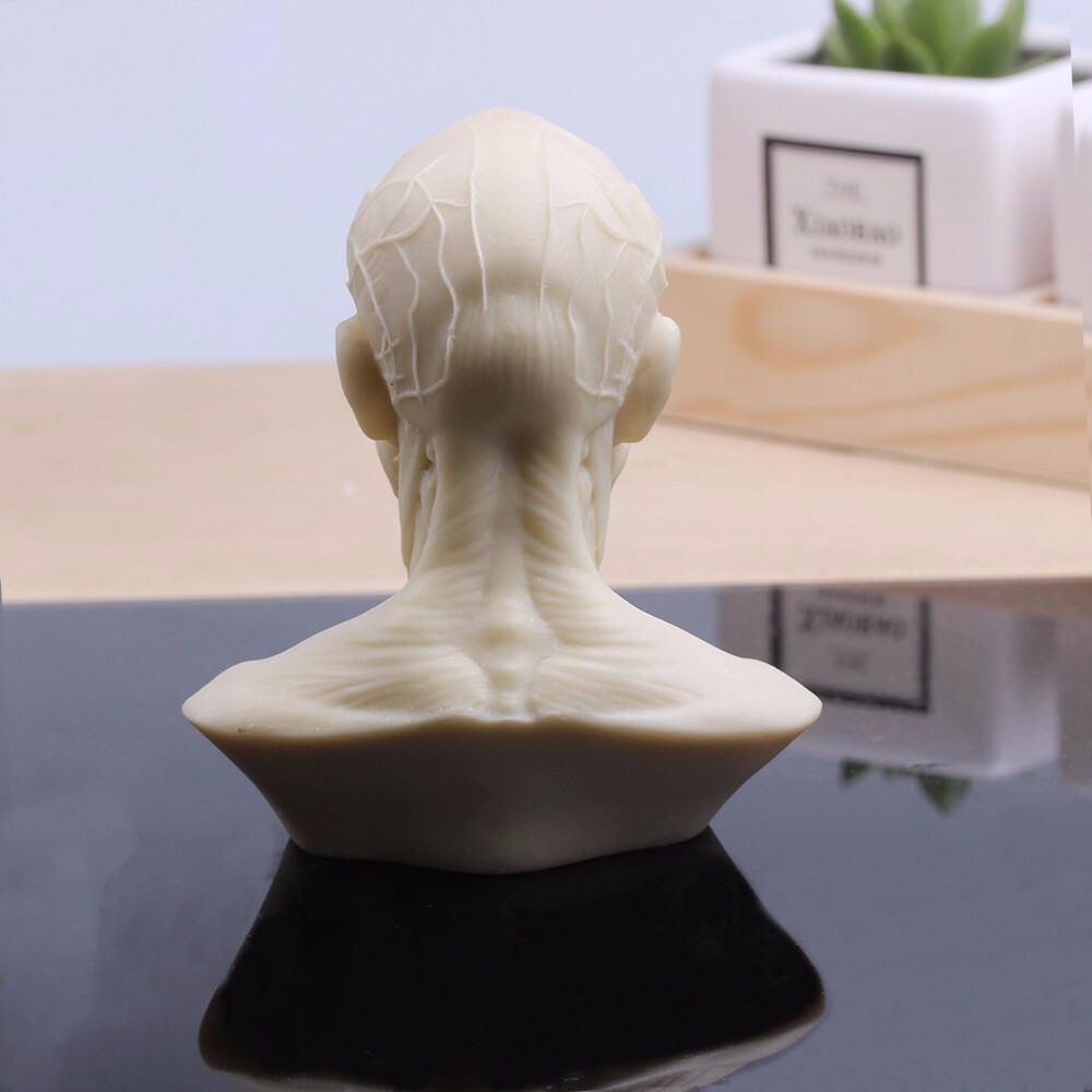 Human Muscle Skeleton Head Model Muscle Head Skull Anatomy Sculpture Art Sketch