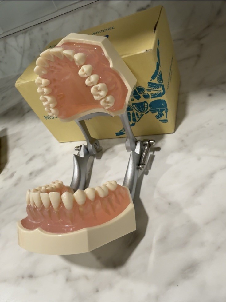 Periodontal Disease Simulated/ Removable Teeth Models, Colgate PT Ed With Brush