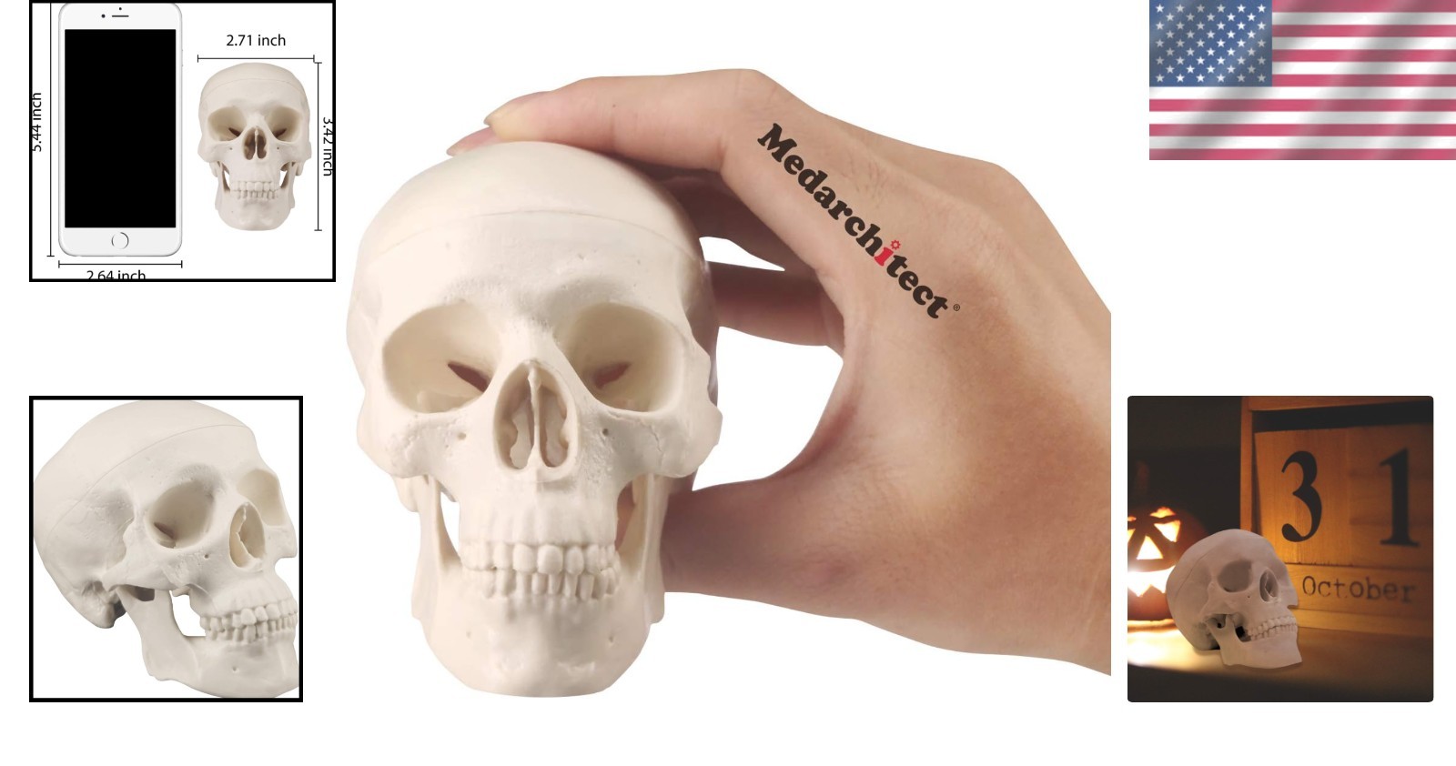 Mini Skull Model – Anatomical Human Skull with Moving Jaw for Art & Education