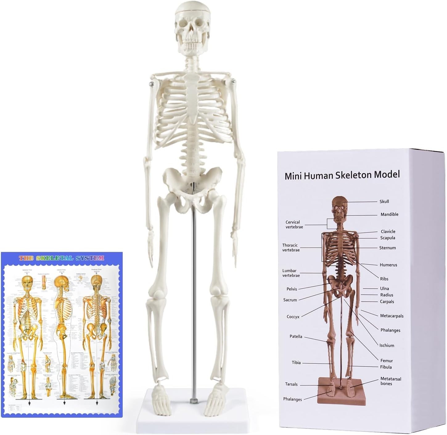 Human Skeleton Model for Anatomy: 17” Human Skeleton Model with Movable Arms …