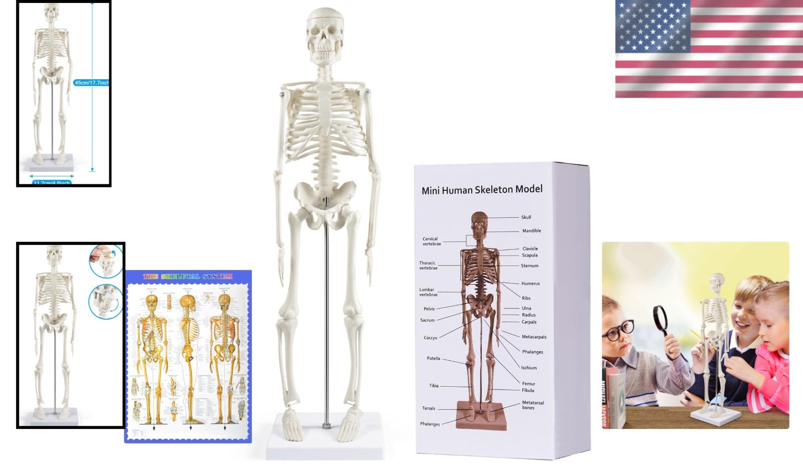 Realistic 17.7” Mini Human Skeleton Model for Medical Education and Display