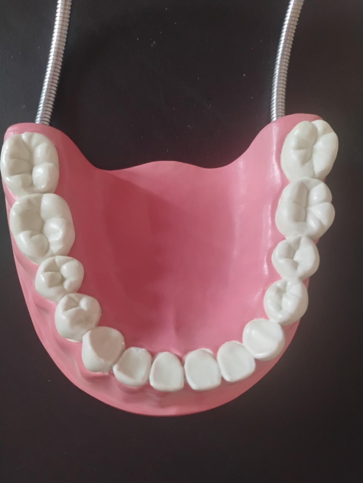 Large Anatomical Dental Model with Flexible Hinges for Educational Demonstration