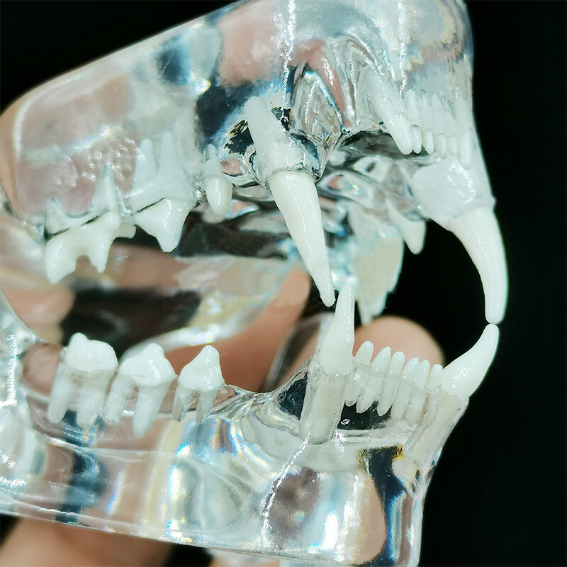 NEW Dog Pet Teeth Model Tooth Transparent Anatomical Veterinary Canine Teaching