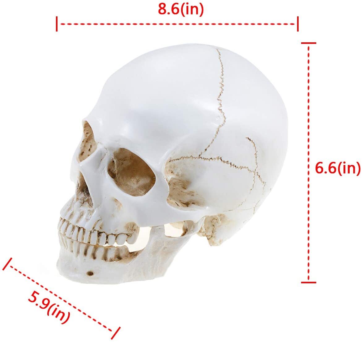 Realistic 1:1 Retro Human Skull Model Life Size Anatomical Skeleton Head M/L US