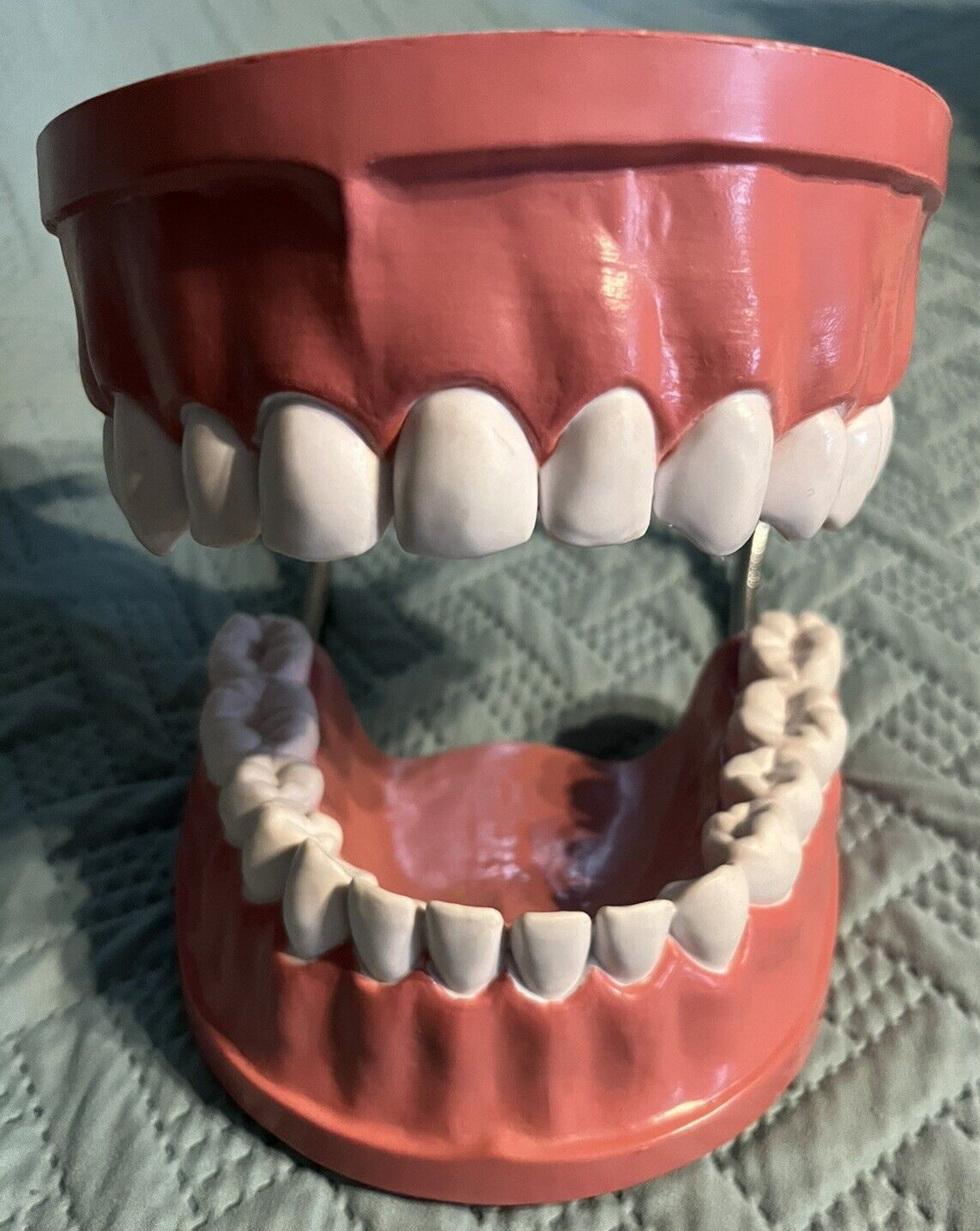 Giant teeth model for hygenist teaching how to brush.