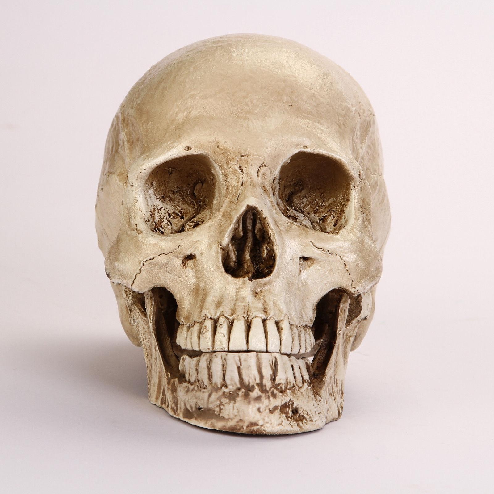 Lifesize Realistic Human Skull Replica Resin Model Anatomical Halloween Decor