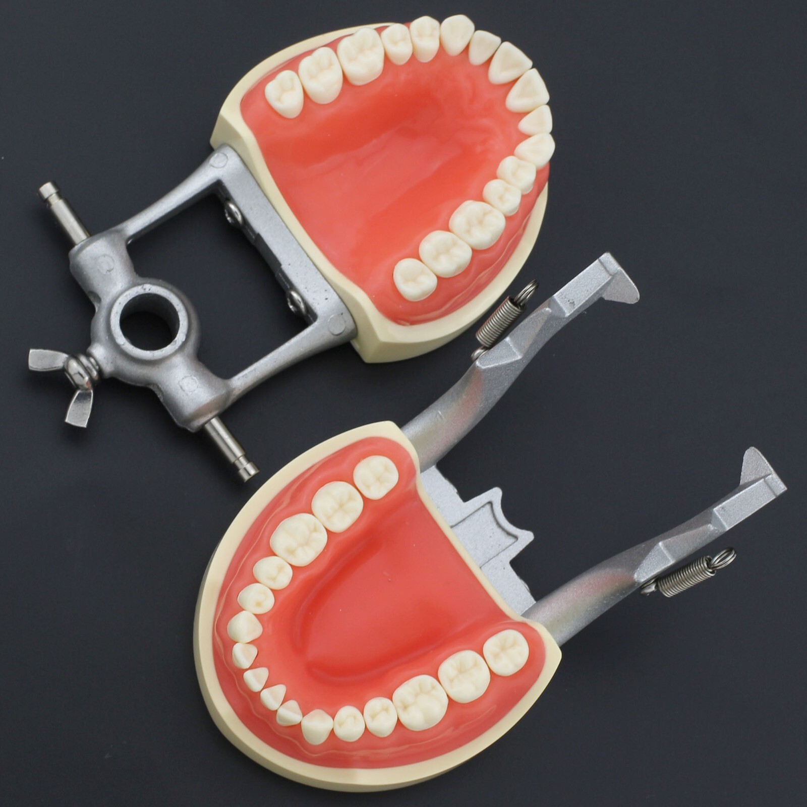 Dental Typodont Training Model Columbia Kilgore Nissin Mounting Pole 28 32 Teeth