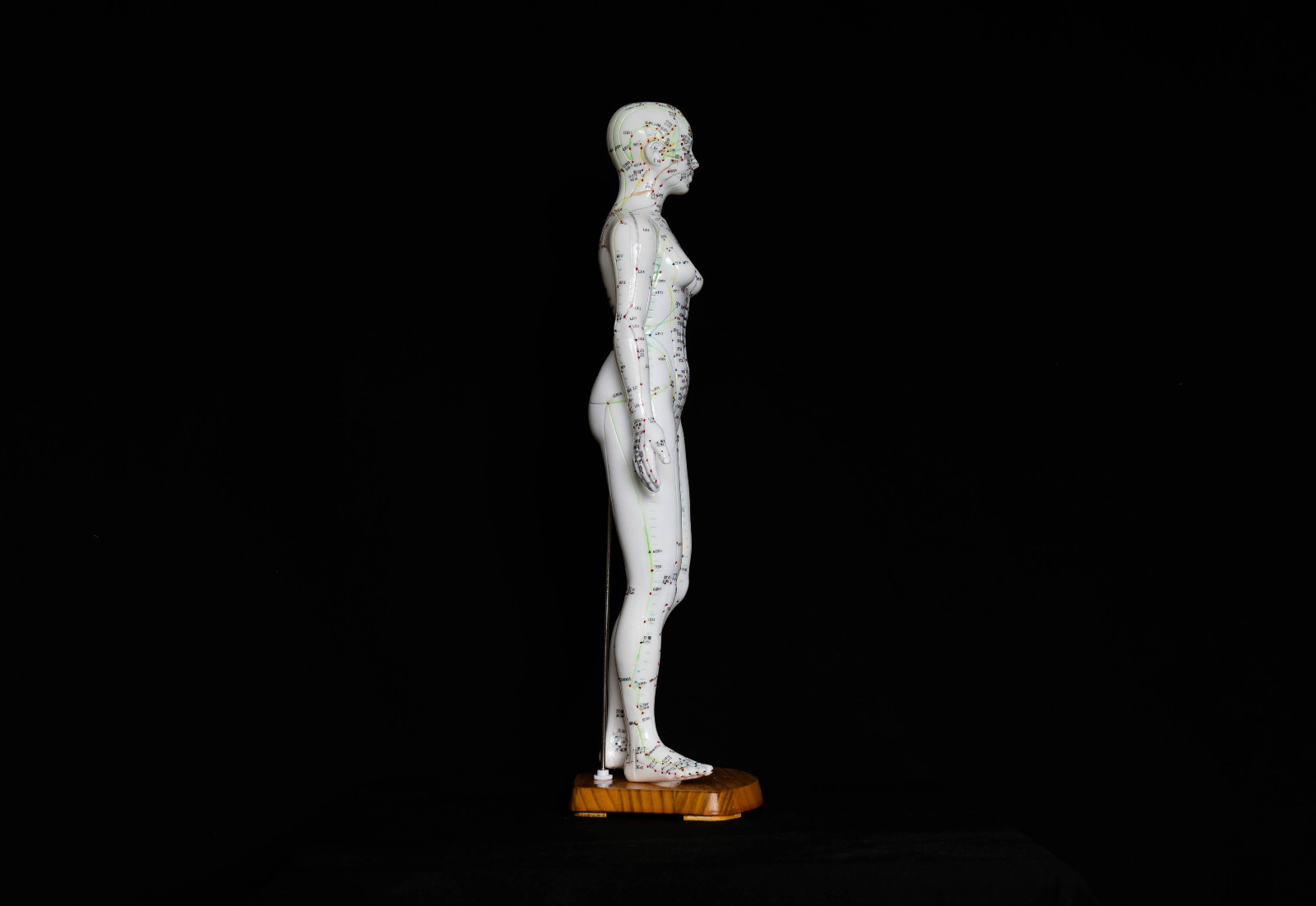50cm Acupuncture Model Pair – Anatomical Medical Anatomy – Chinese Medicine