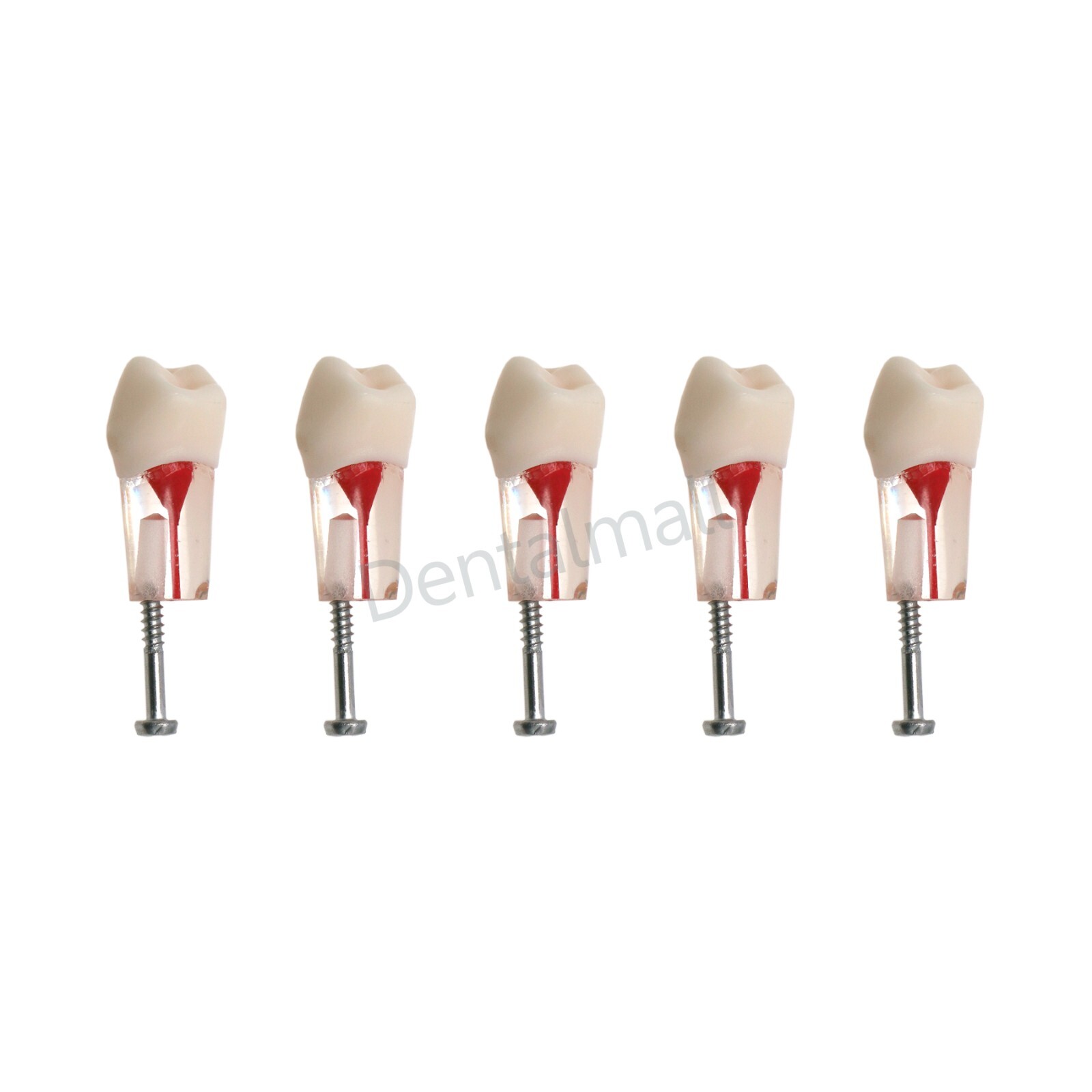 Dental Teeth Model Endo Root Canal Pulp Files Practise Blocks Fit NISSIN 200