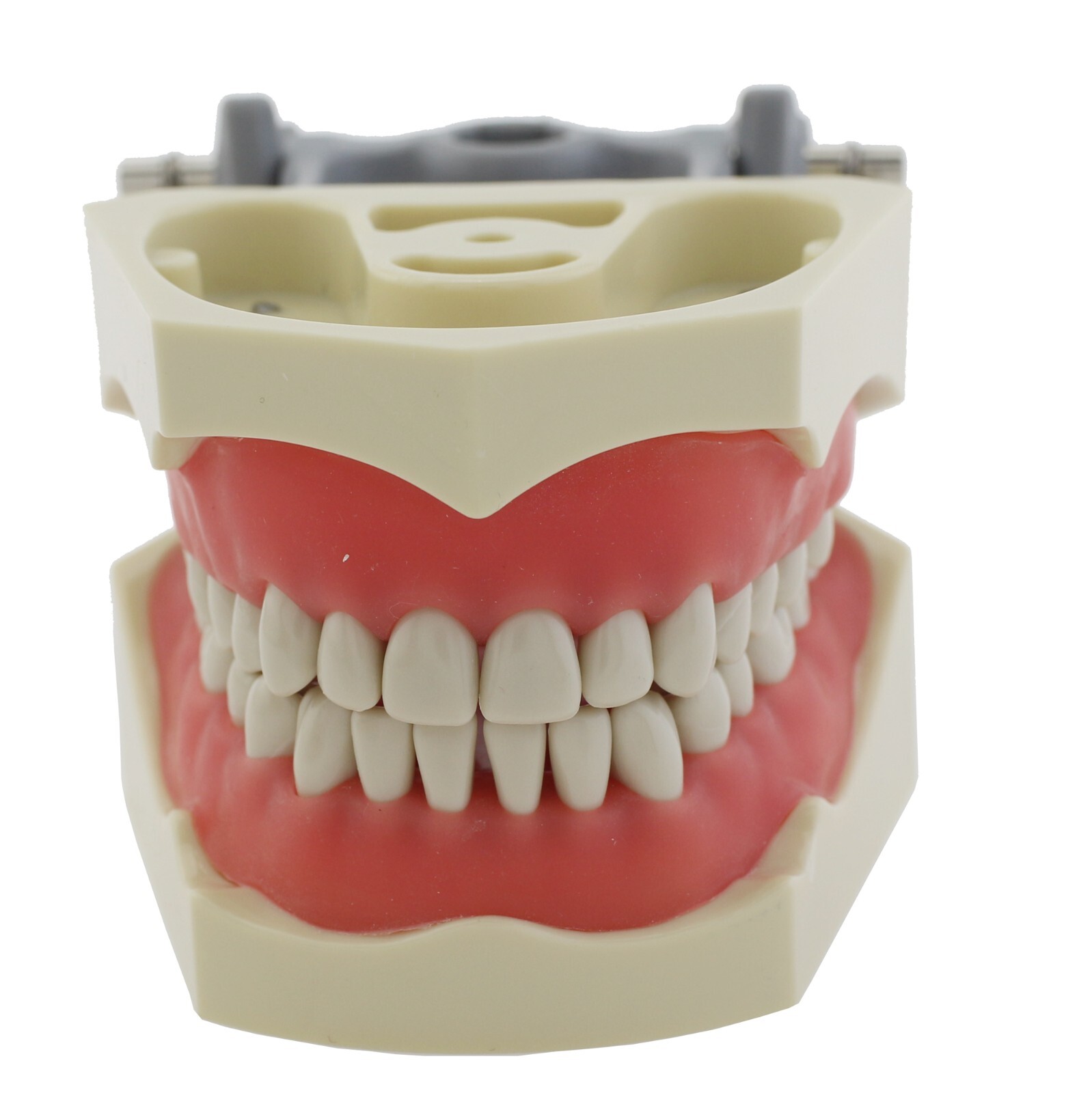 Columbia Dentoform Dental Typodont Model 32pcs Removable Teeth Soft Gingiva