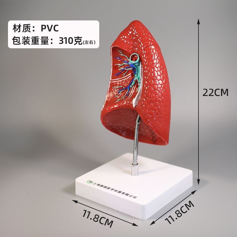 Human Body Lung Organ Model Pathology Cardiorespiratory System