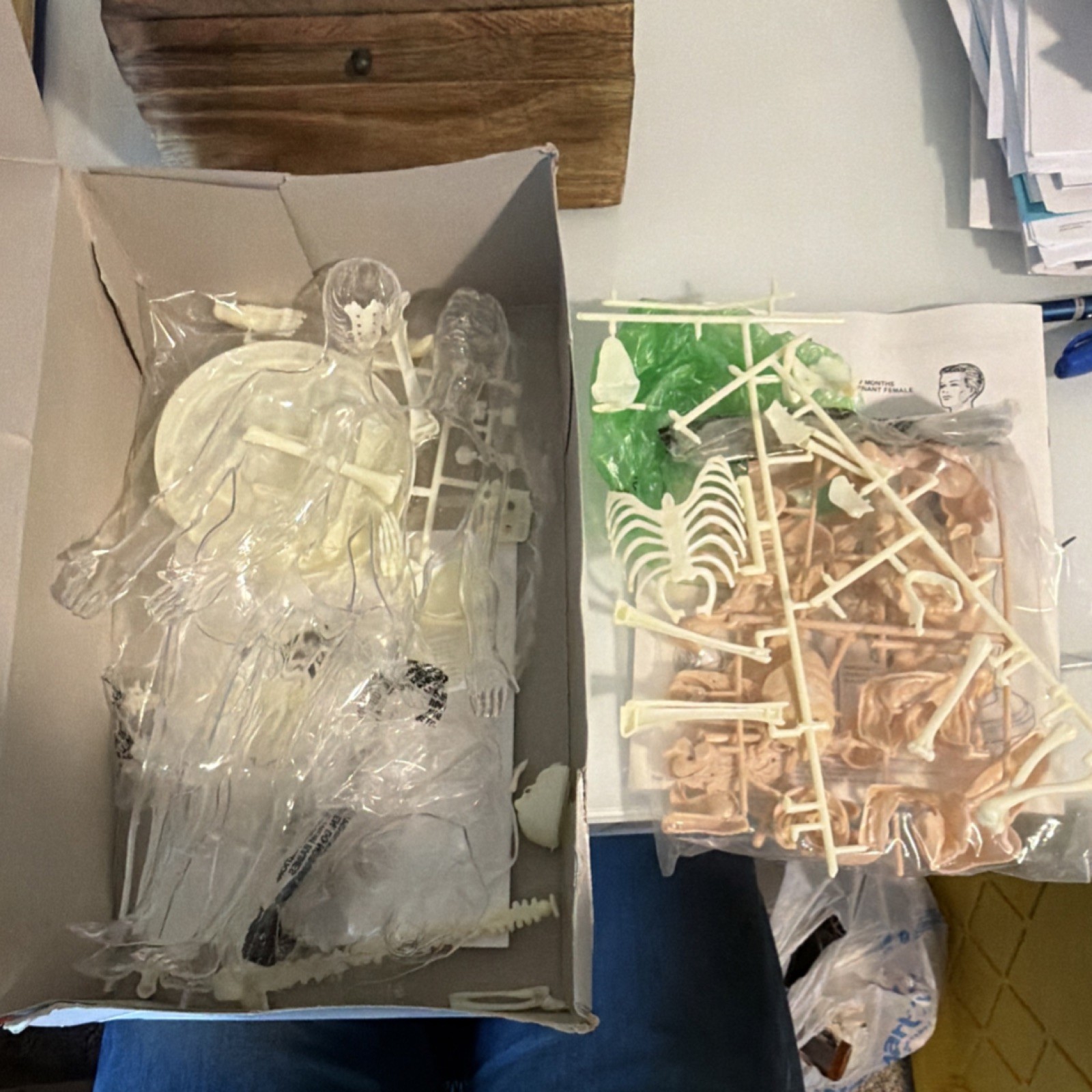 Skilcraft Visible Woman Anatomy Kit Educational Biological Laboratory Model
