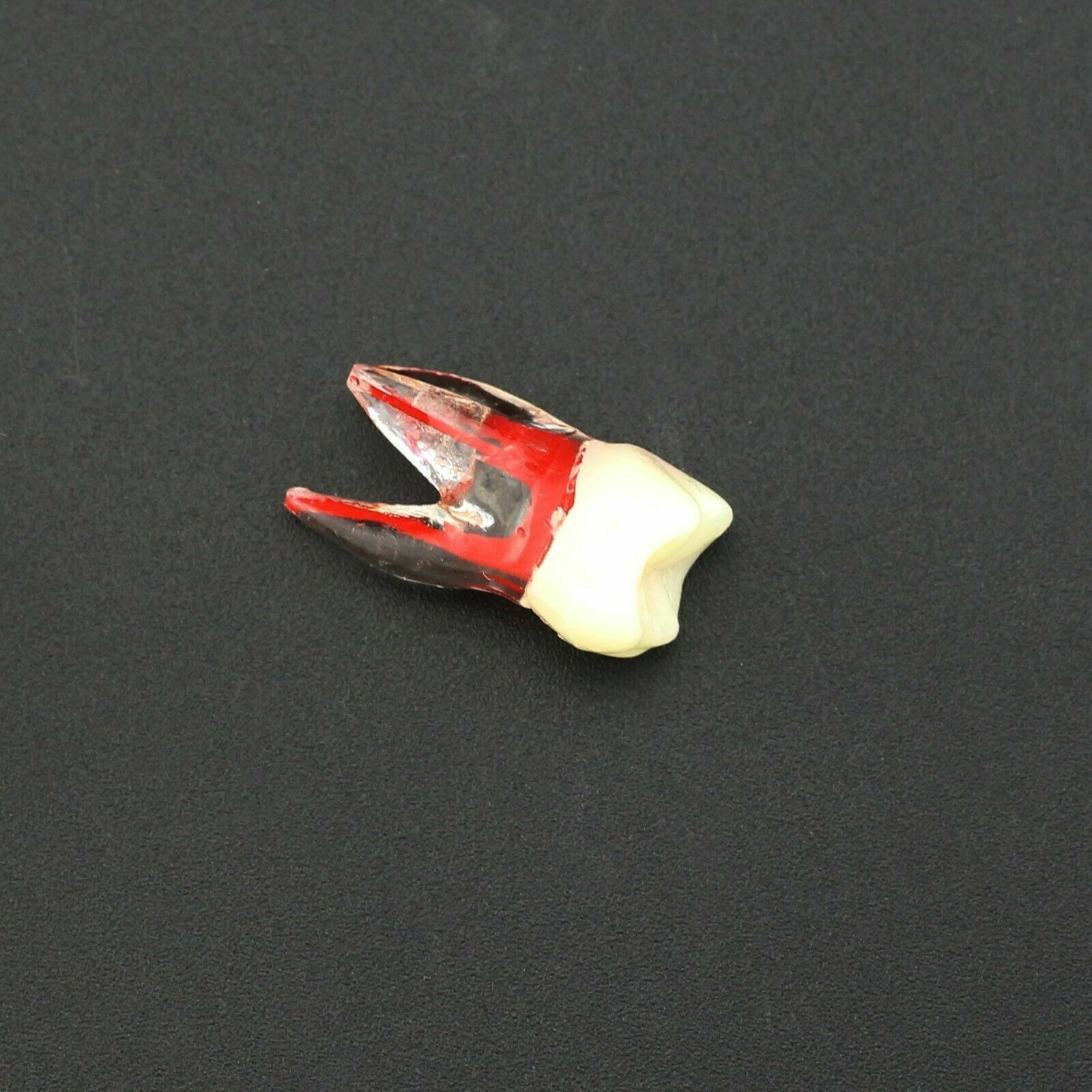 Dental Endo Root Canal Teeth Study Practice Model Fit for Kilgore Nissin