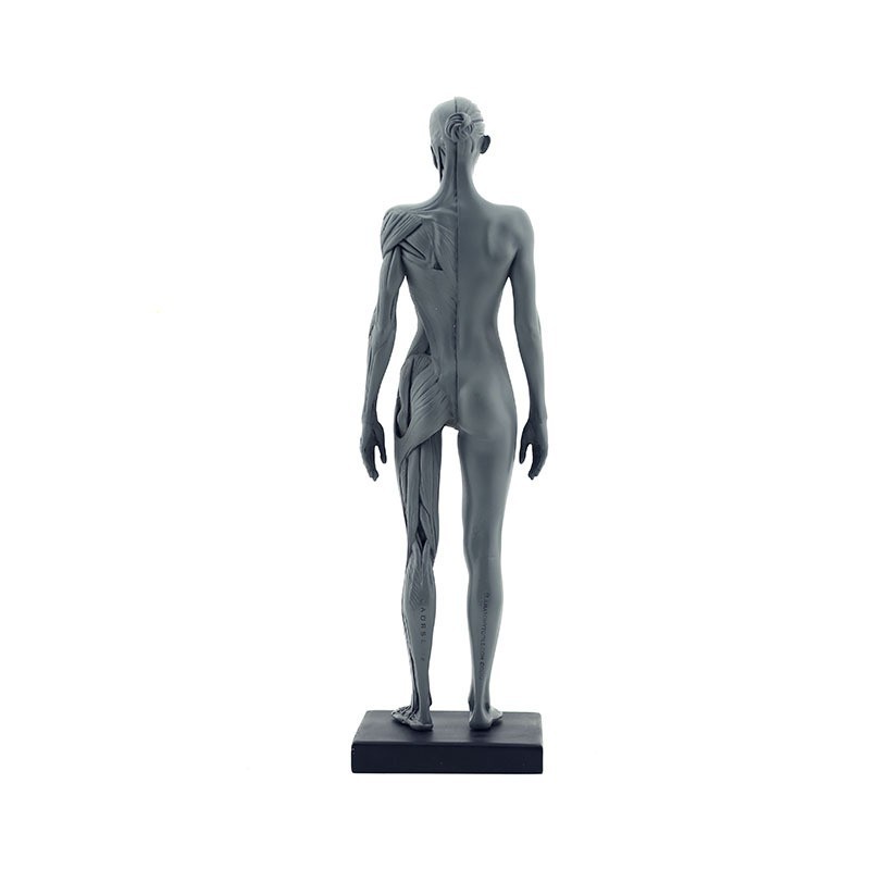 30cm Human Skeleton Anatomical Model Male＆Female Anatomy Skull Muscle Bone US