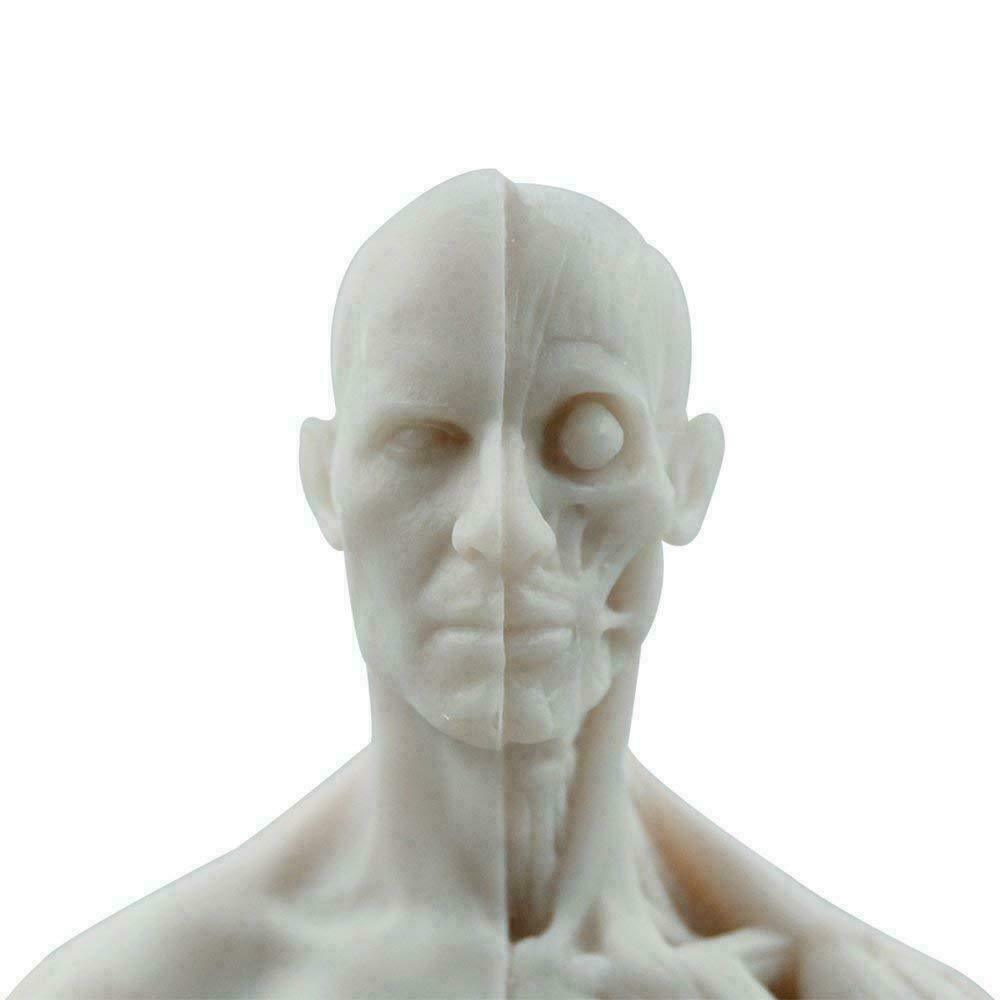 30cm Human Anatomical Model Art Anatomical Figure Male+Female White US STOCK
