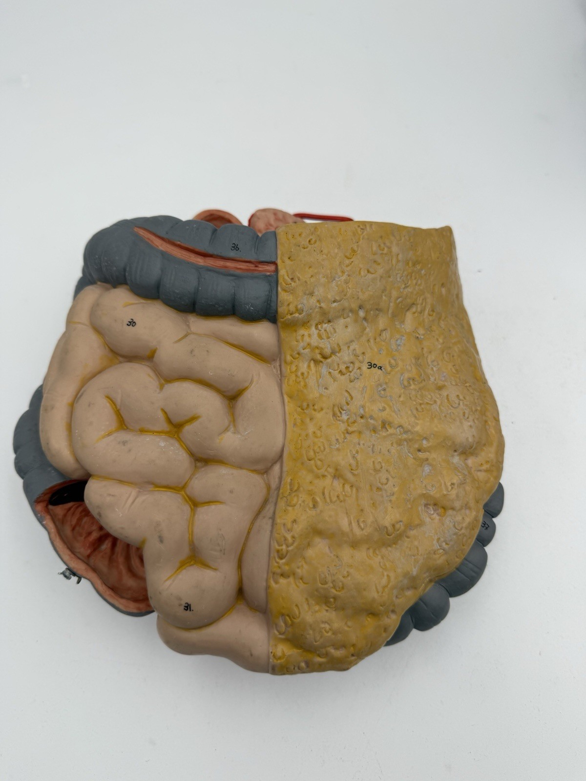 3B Scientific Spare Large And Small intestines Colon Anatomical Model For Torso