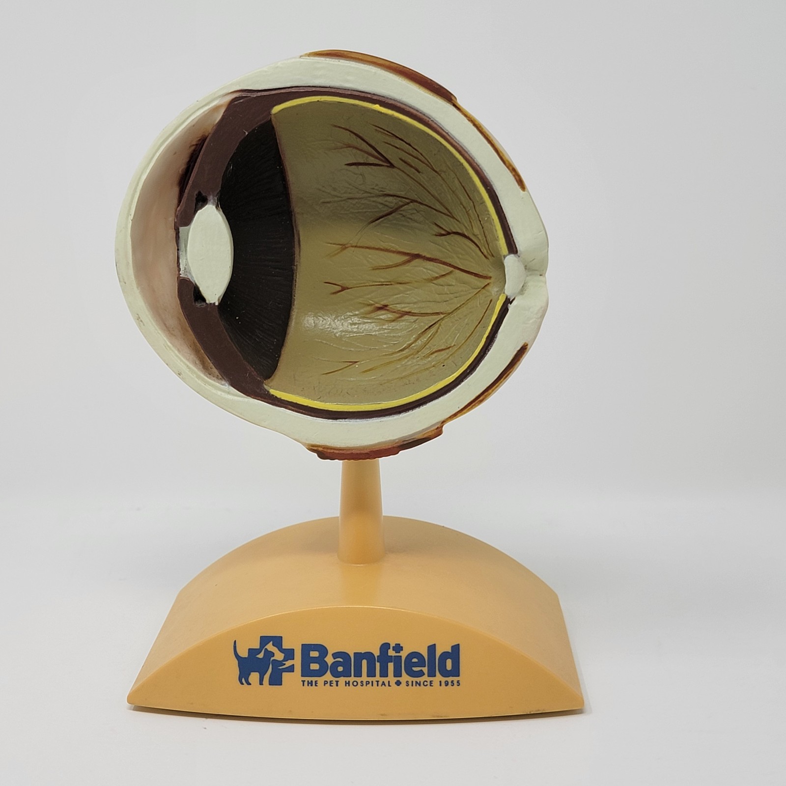 Banfield Veterinary Plastic Anatomical Model for Education – Canine Eye