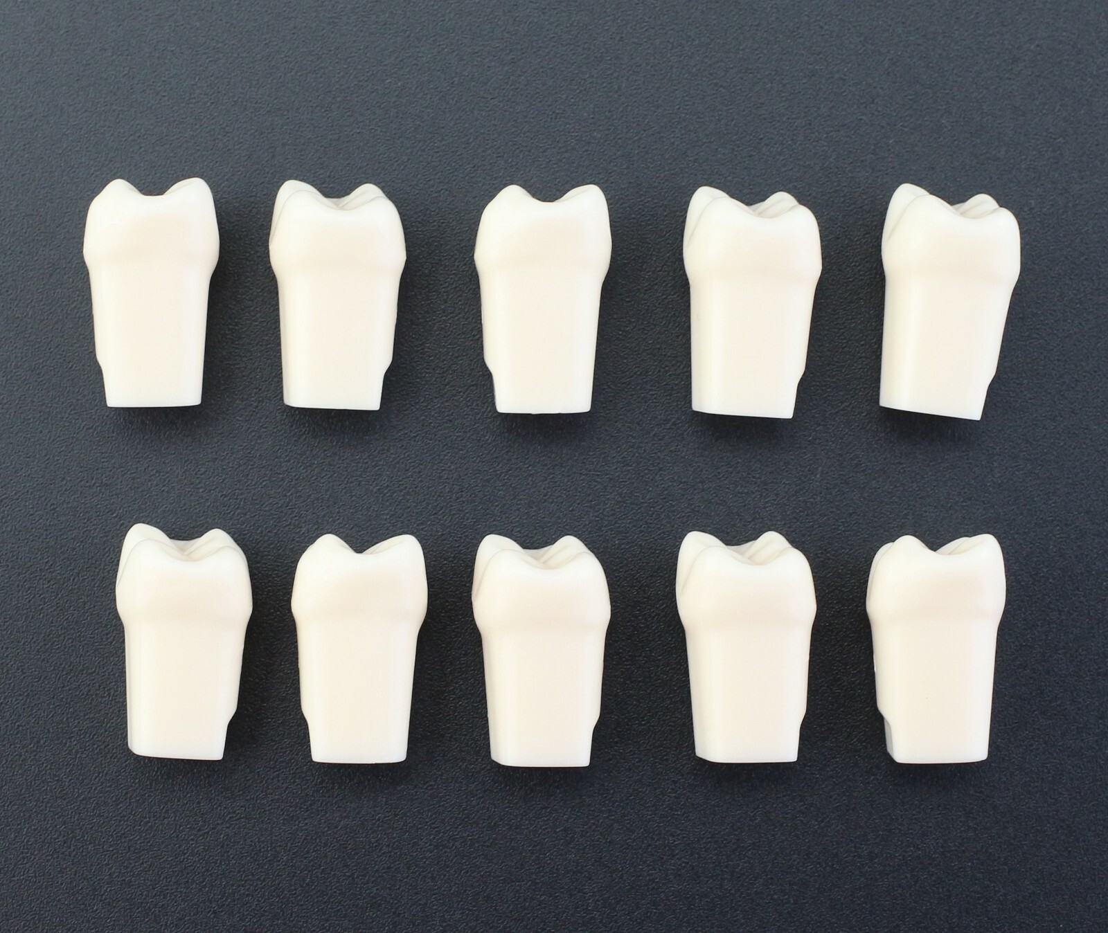 Dental Typodont Individual Replacement Teeth 10pcs/Lot Kilgore Nissin 200 Fit
