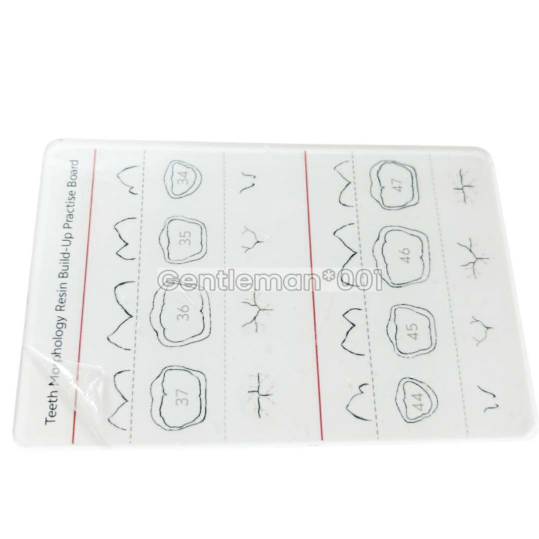 Dental Board Teeth Morphology Composite Build Up Practise Template Dentist Model
