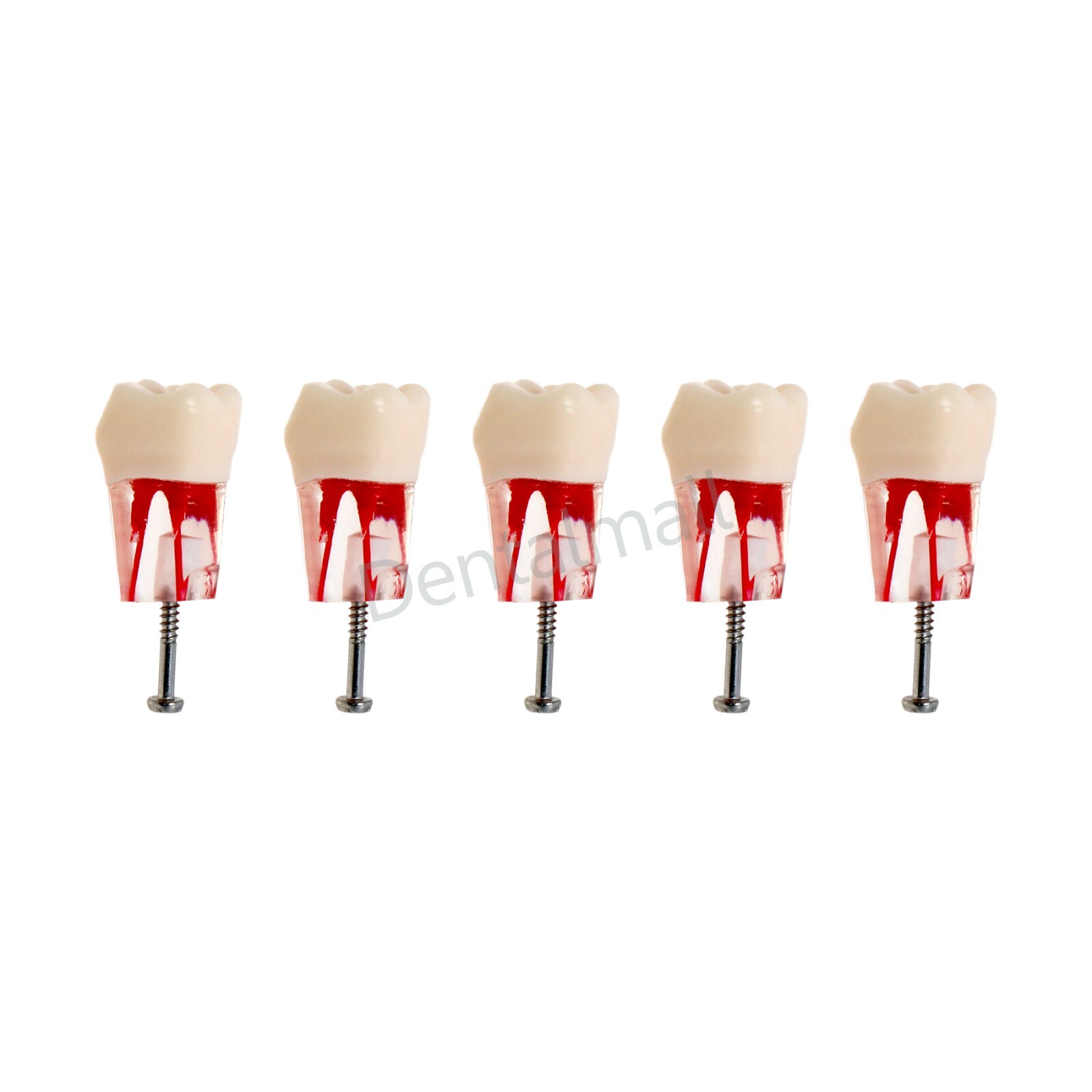 Dental Teeth Model Endo Root Canal Pulp Files Practise Blocks Fit NISSIN 200