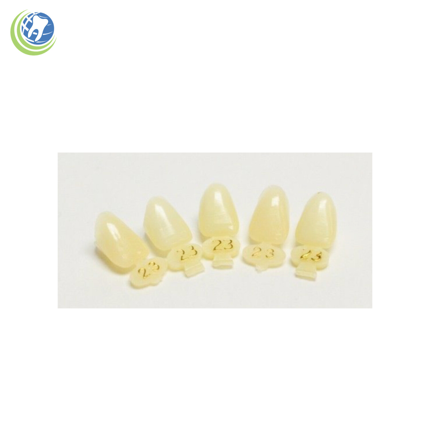 Tooth #7 Upper Right Lateral (URL) Polycarbonate Temporary Crowns Cap Refills