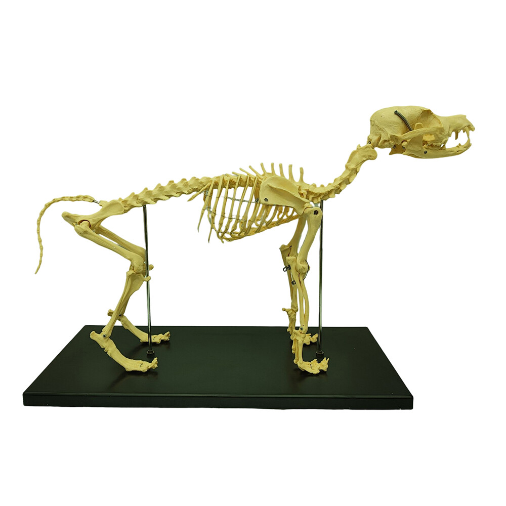 Canine Skeleton Model PVC Dog Model Bones Standard Size Education Display Model