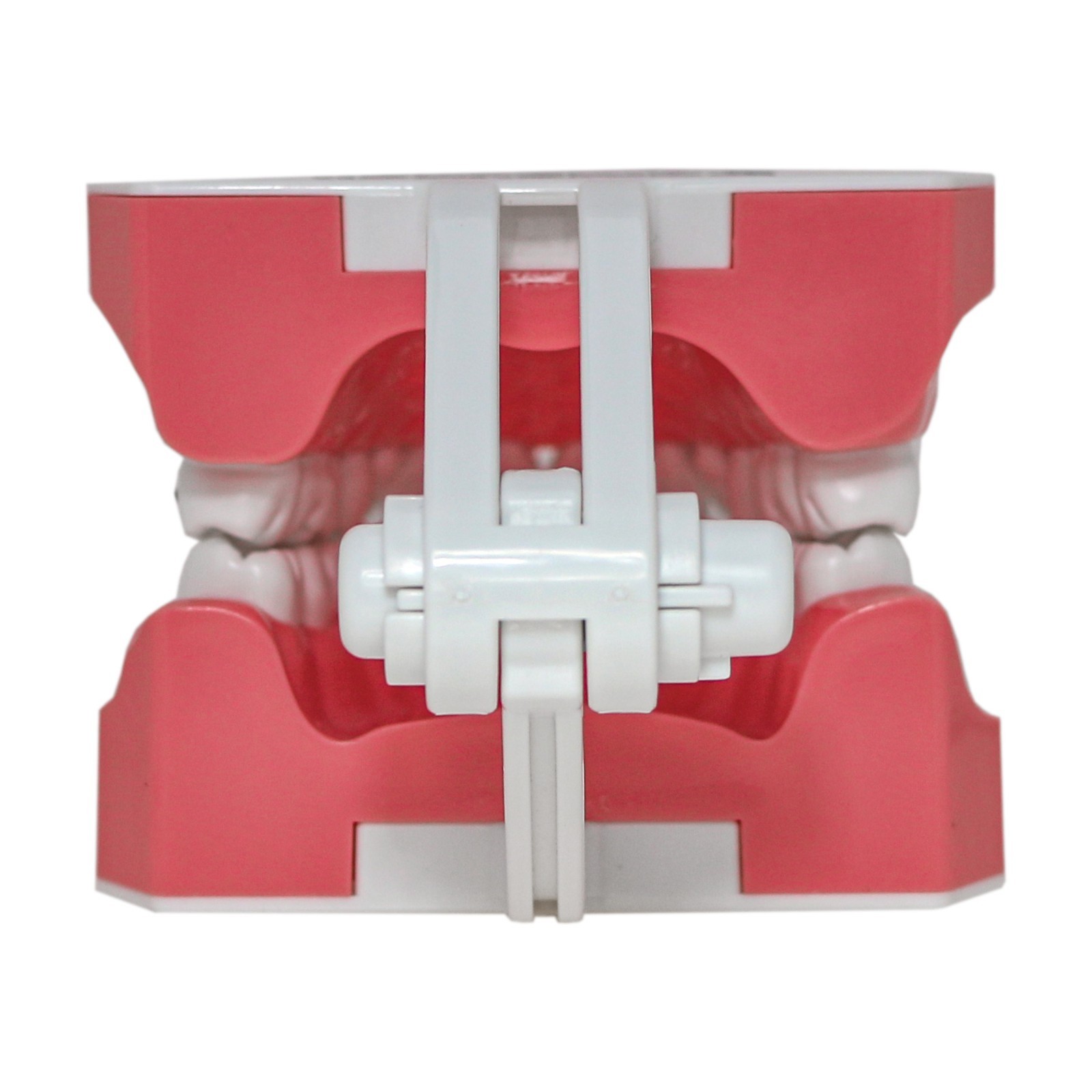 US Dental Orthodontic Model Brushing Flossing Practice Teeth Model with Brackets