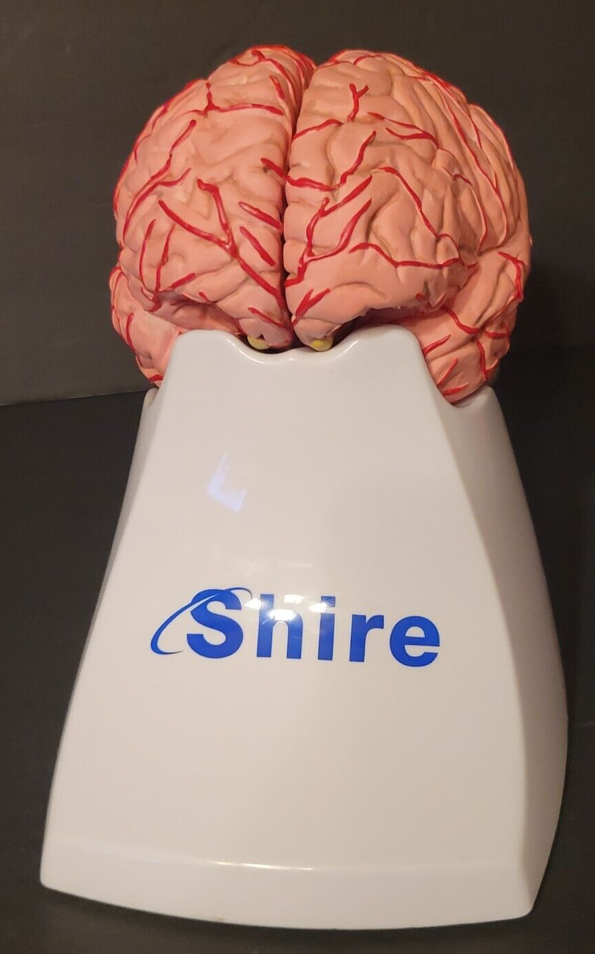 Shire Human Brain Model Take Apart Anatomical Scientific Organ Teaching Tool