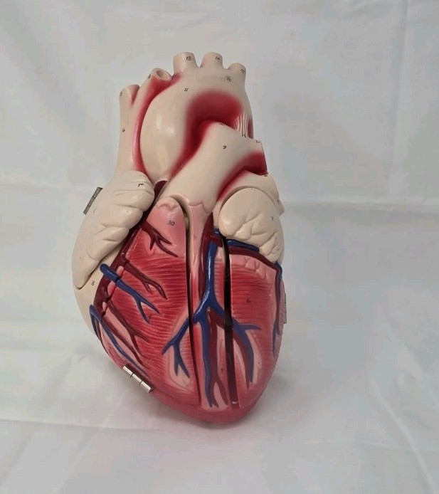 Vintage Model Human Heart Denoyer-Geppert w/ Flaps