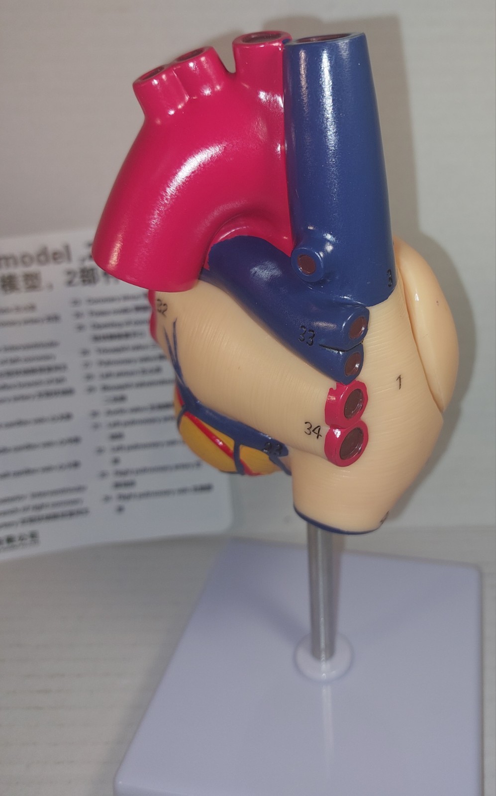 Anatomical Human Heart LifeSize 1:1 Model Medical Teaching (Has Minor Flaws)