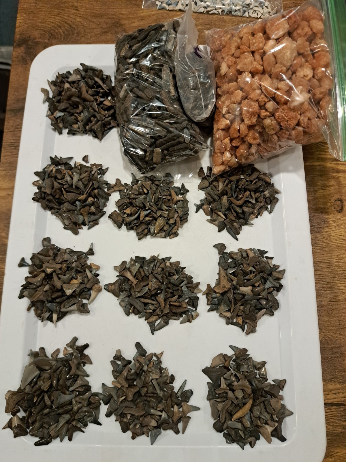1000 Partial & 100 Full Shark Teeth 500 Ray Mouth Plates & 2lbs Pecos Diamond