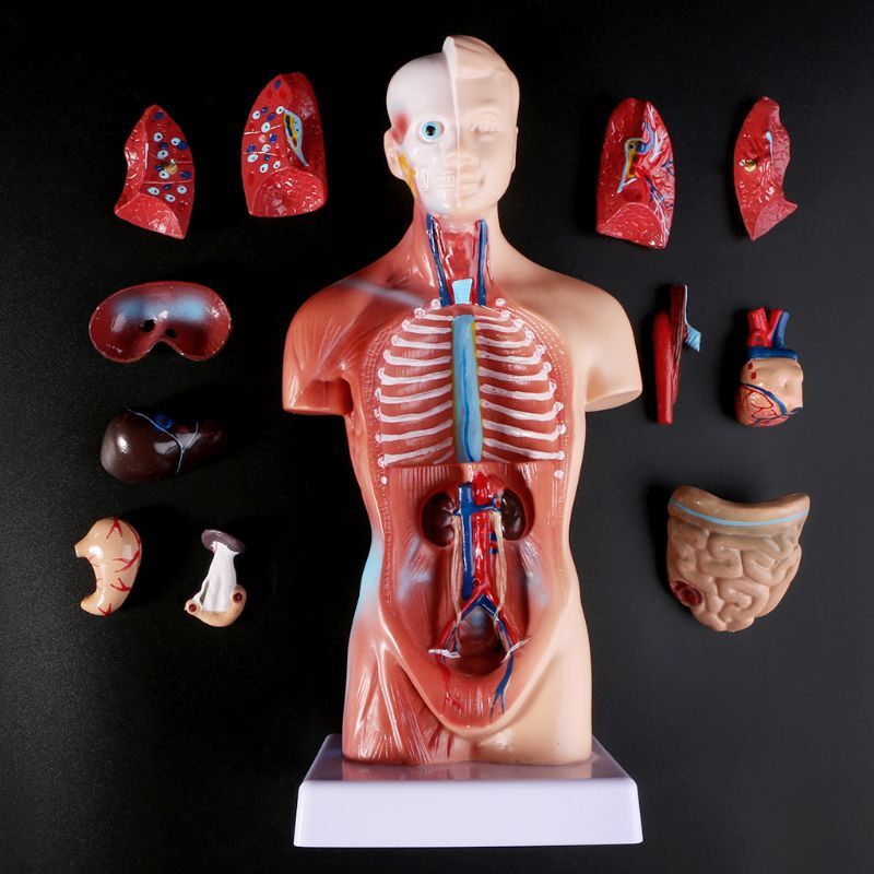 26CM 15 Parts Human Torso Anatomy Model with Removable Internal Organs USA STOCK