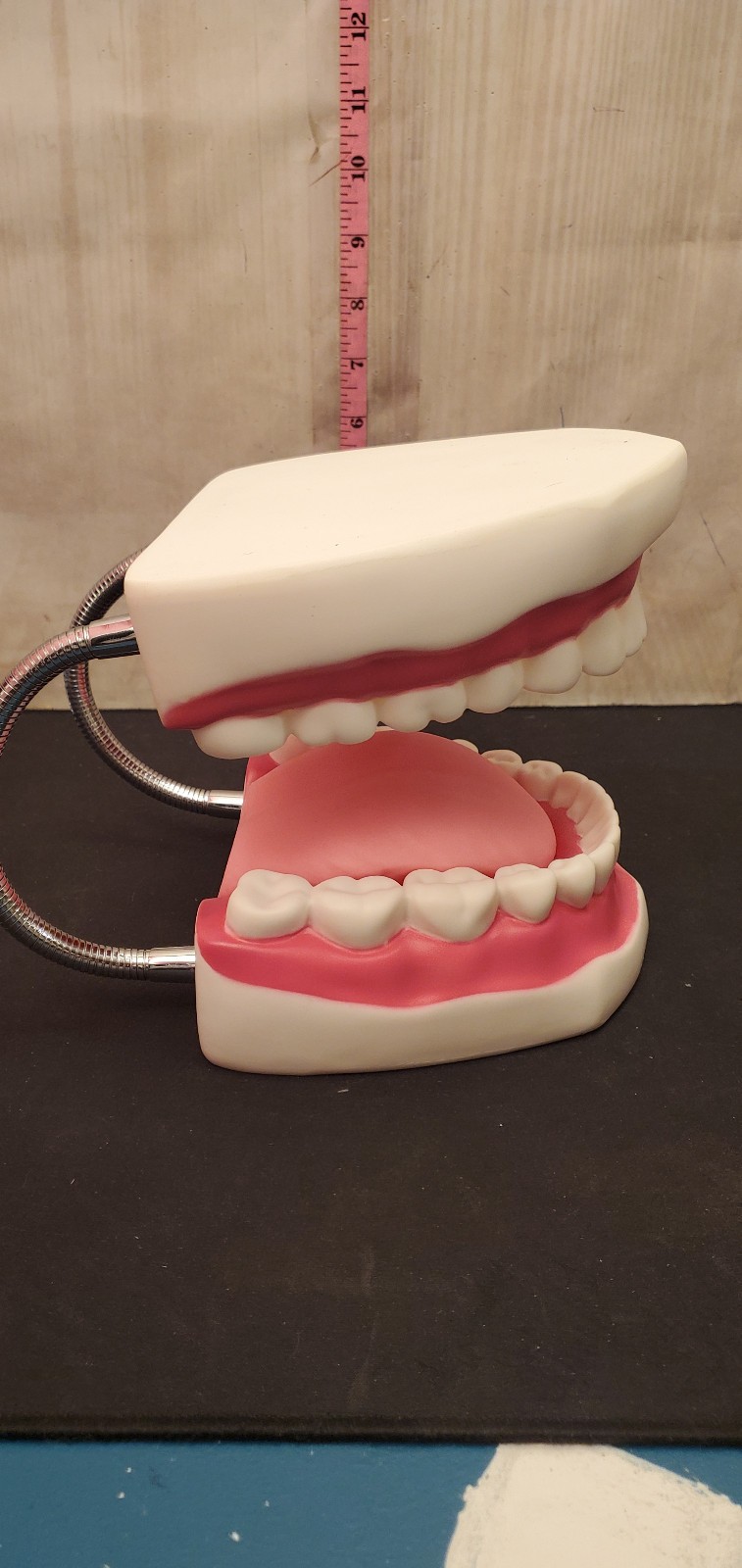 Large big Dentist office Hinge Denture Mouth Teeth Tooth display Decore