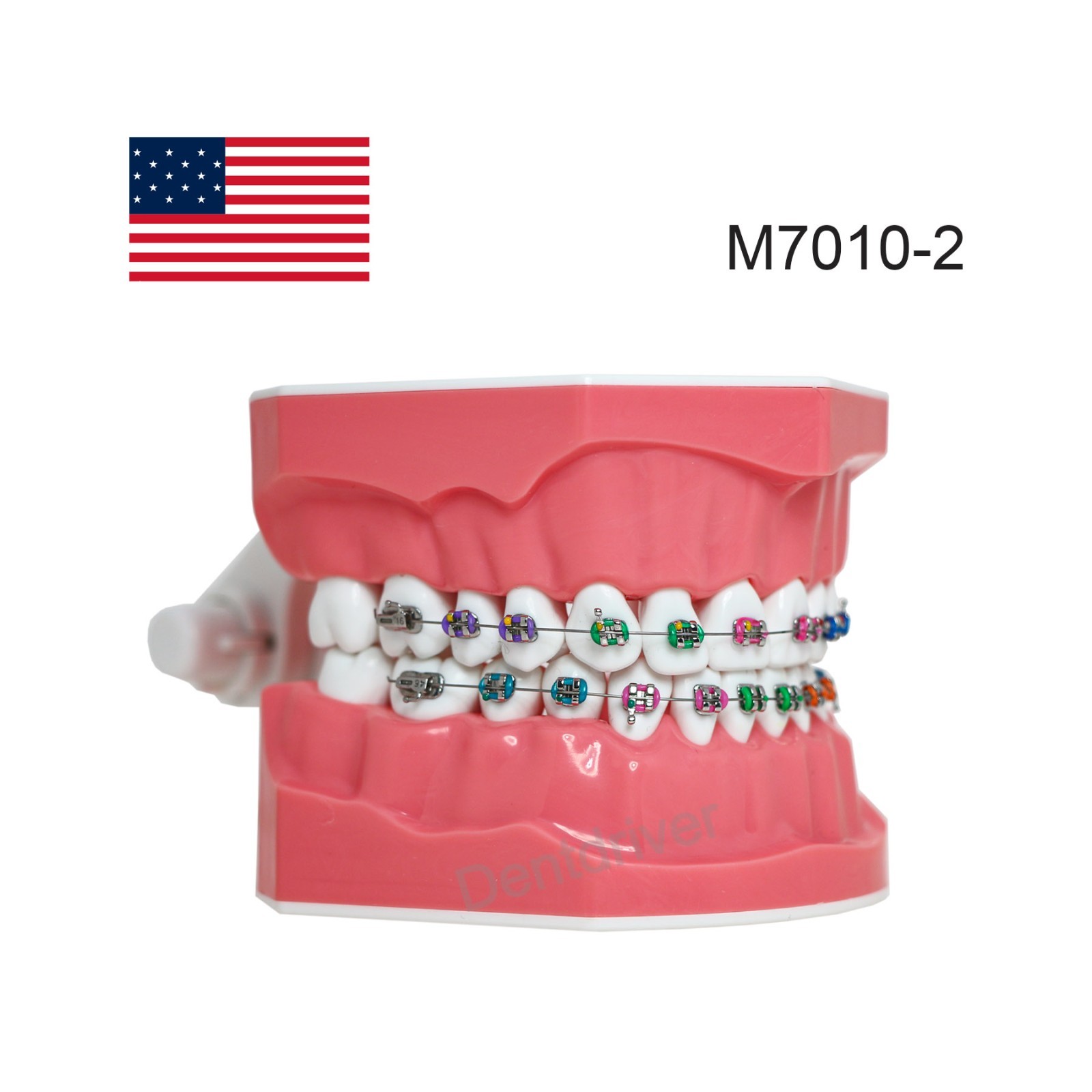 US Orthodontic Typodont 1:1 Teeth Model M7010-2 Fixed Brackets Braces Teaching
