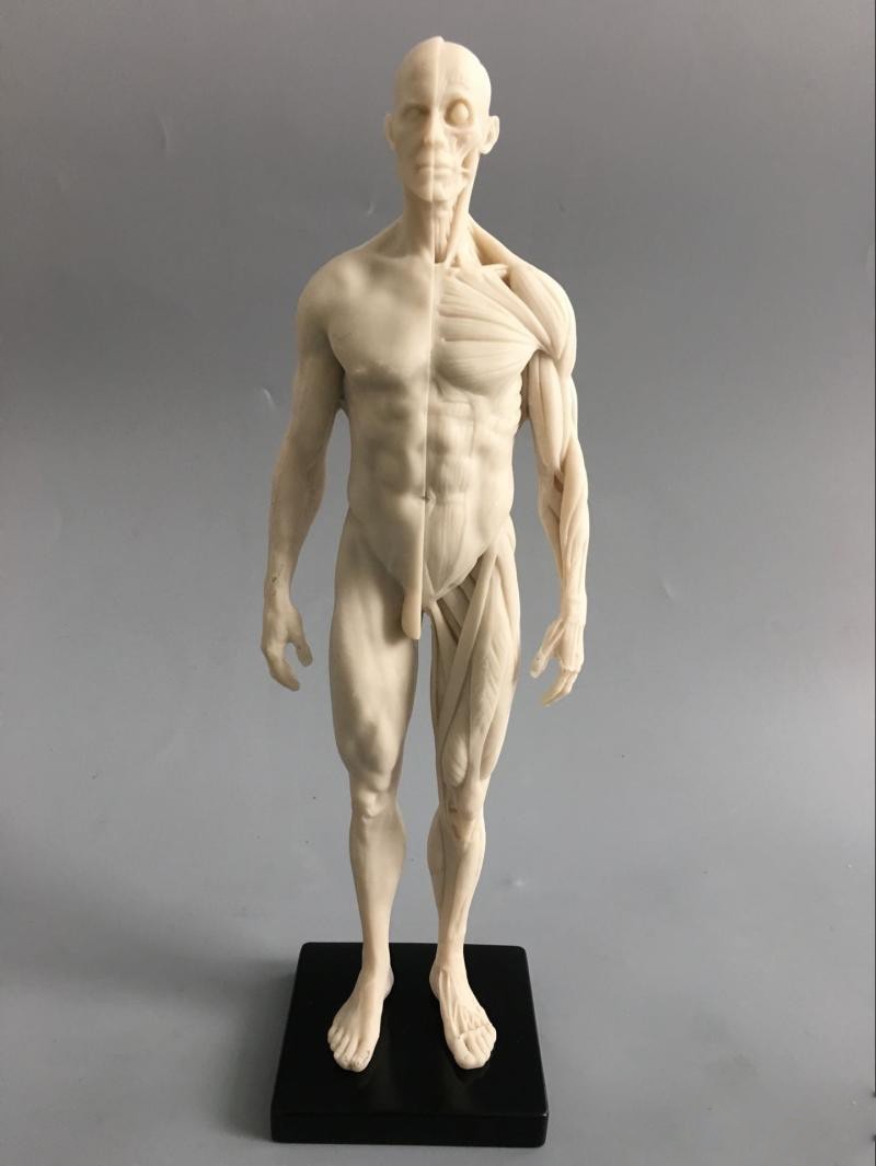 30cm Human Skeleton Anatomical Model Male＆Female Anatomy Skull Muscle Bone White