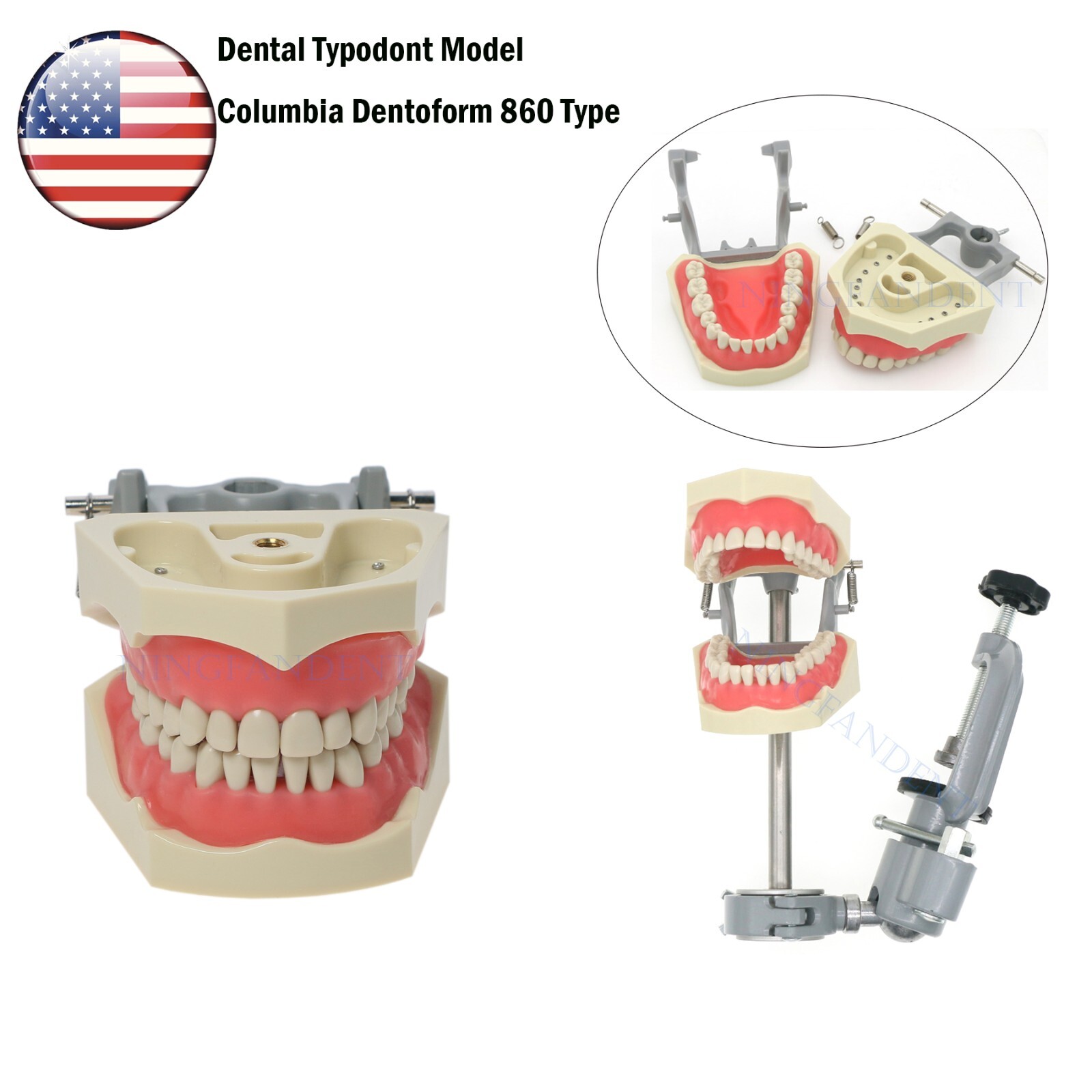 US Dental Typodont Model With Mounting Pole Fit Kilgore Nissin 200 Columbia Type