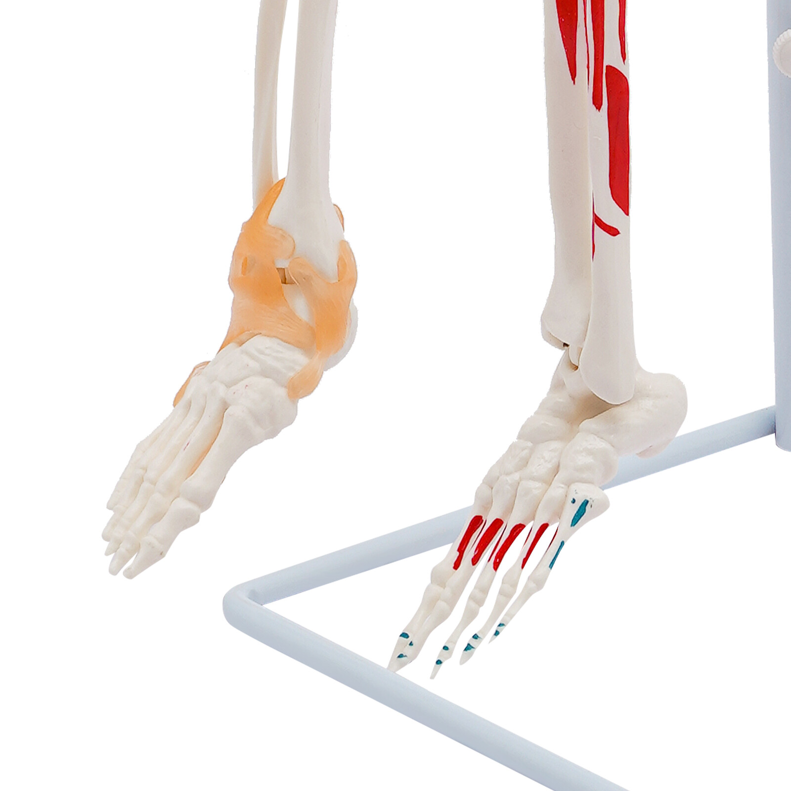 85cm Hanging Style Human Skeleton Model Includes Joint Ligaments For Doctor