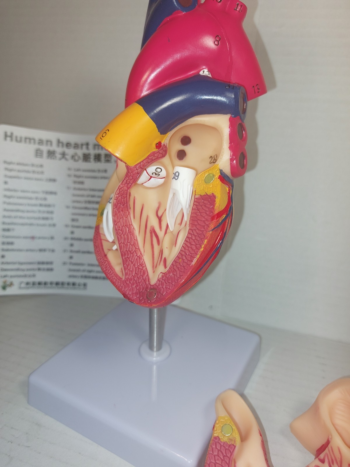 Anatomical Human Heart LifeSize 1:1 Model Medical Teaching (Has Minor Flaws)